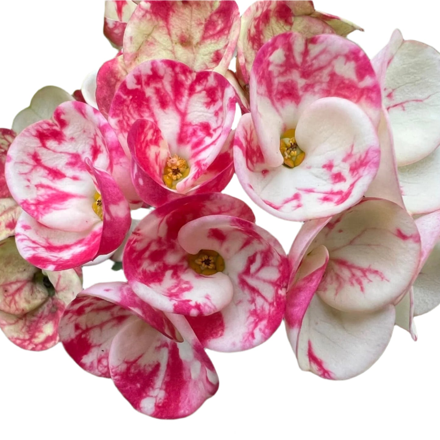 Euphorbia milii - LaiKaNok