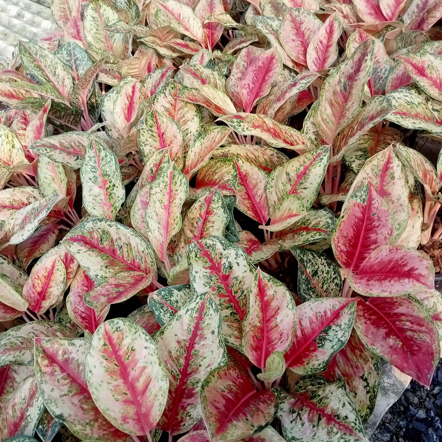 Aglaonema plants