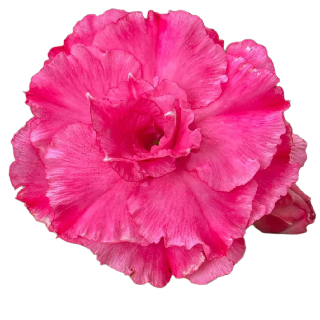 Adenium obesum - Pink Dawn