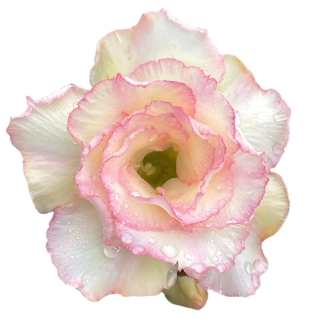 Adenium obesum - Serpent Mist
