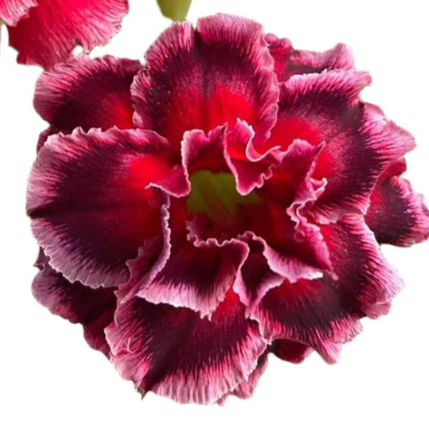 Adenium obesum - Soaring Swan