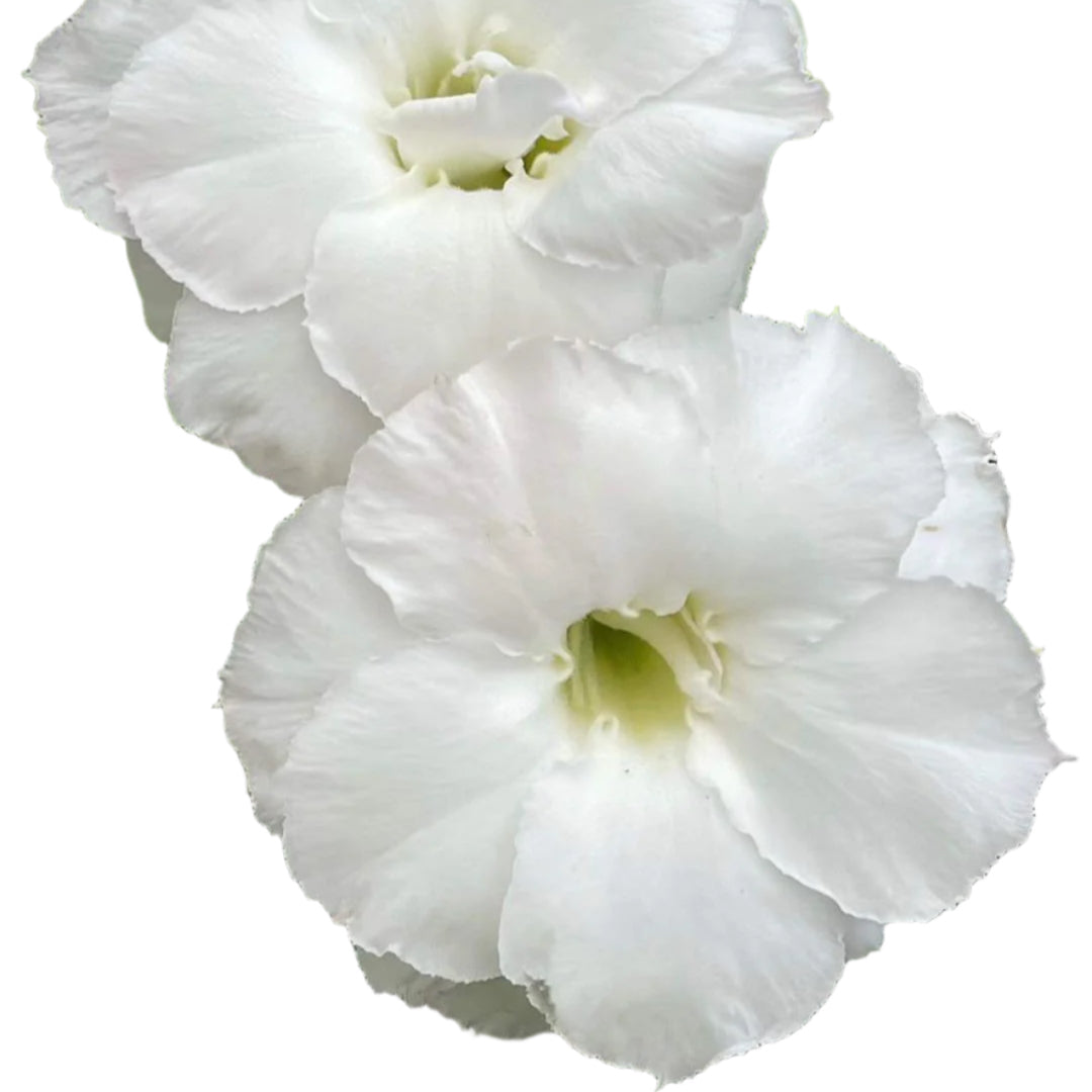 Adenium obesum - Shining Star