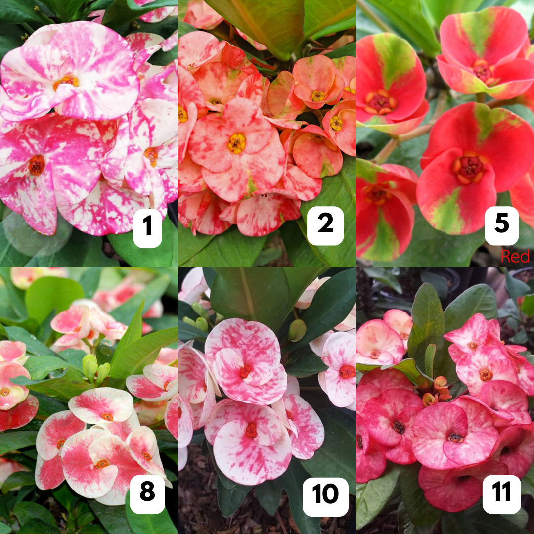 10 Euphorbia milii Plants | Choose any 10 colors you want