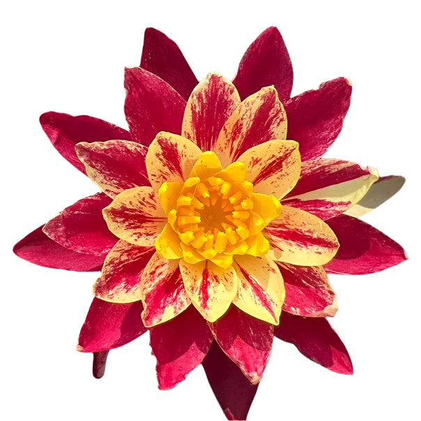 Water lily - Ring of Fire