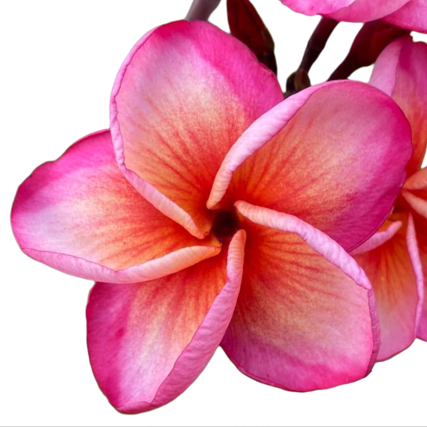 Plumeria | Diamond Pink - Rooted Cutting 30 cm - Strong Root System