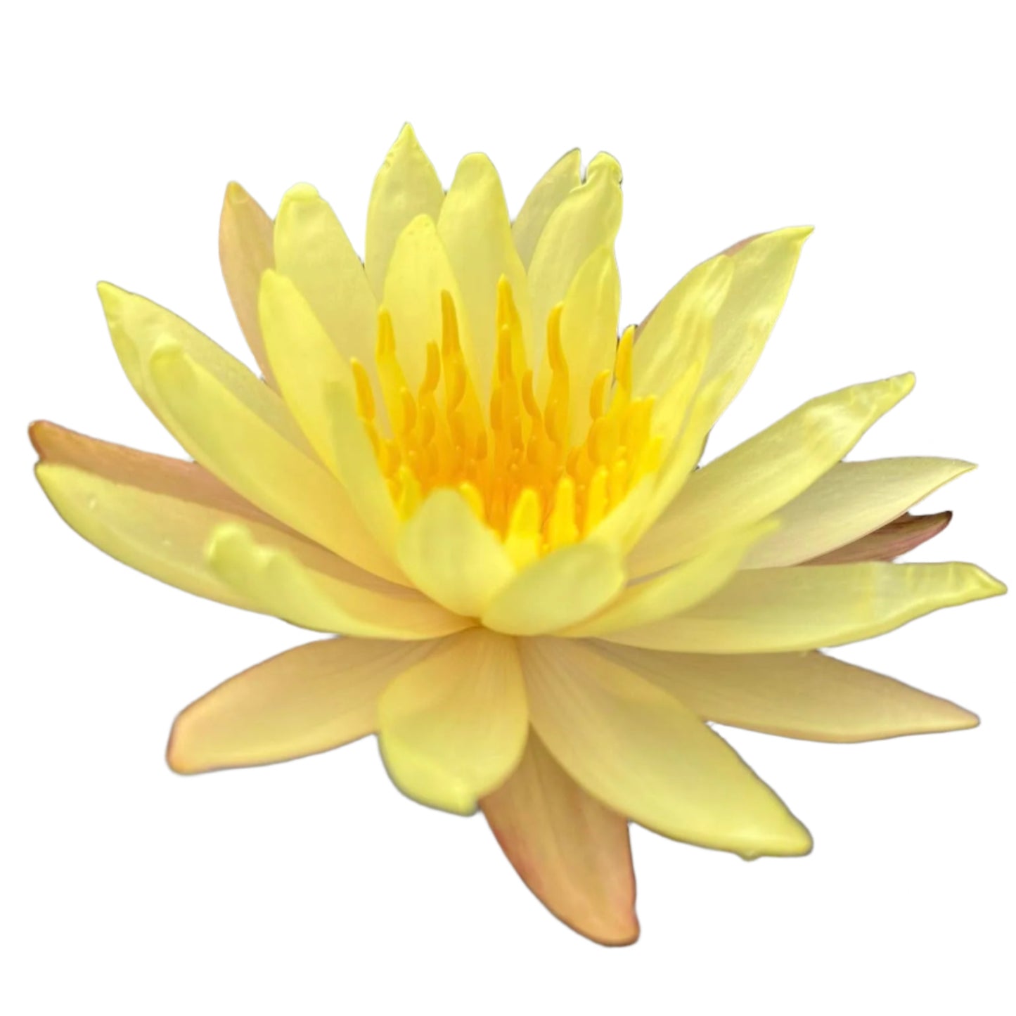 Water lily - Pinwaree