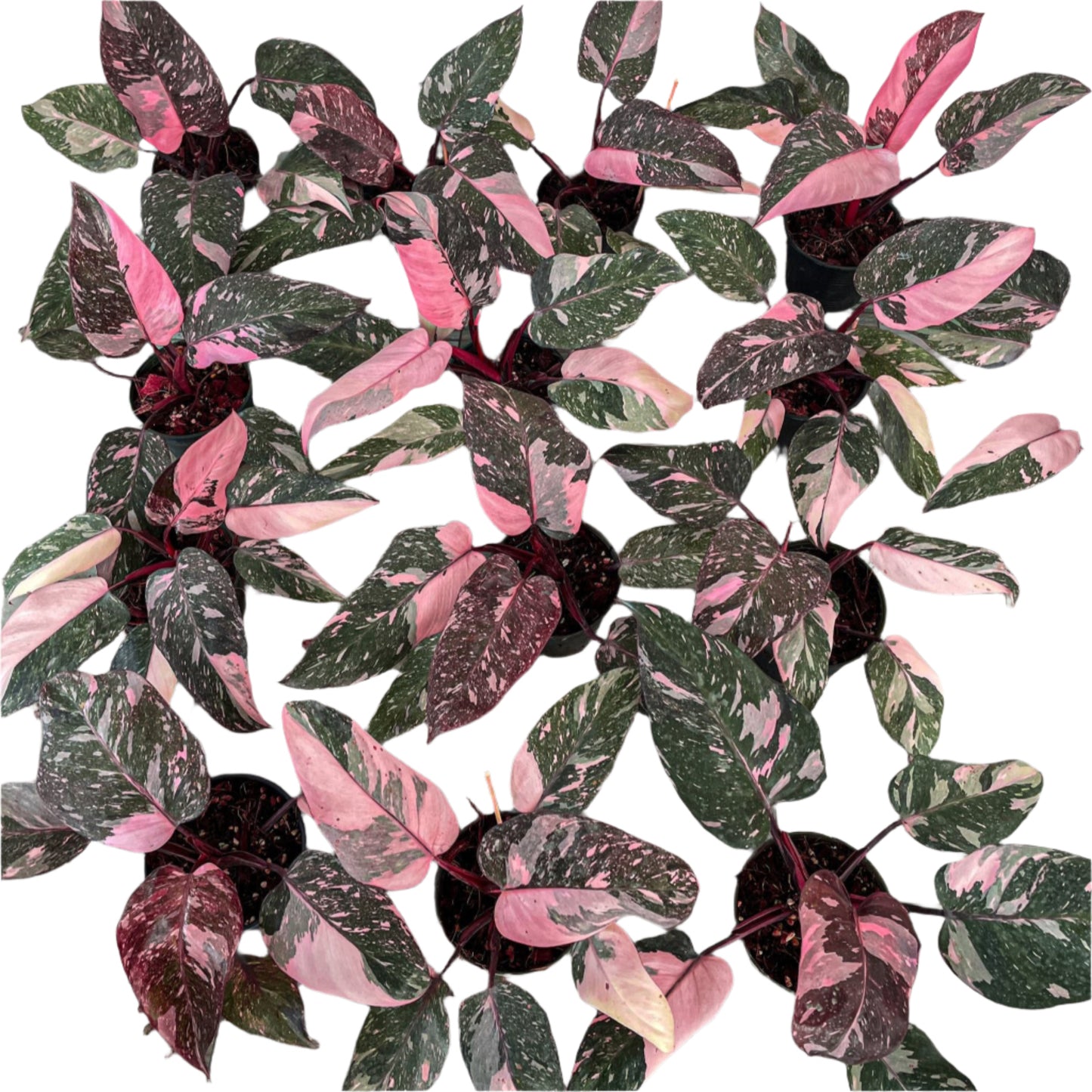 Philodendron Pink Princess Galaxy for sale