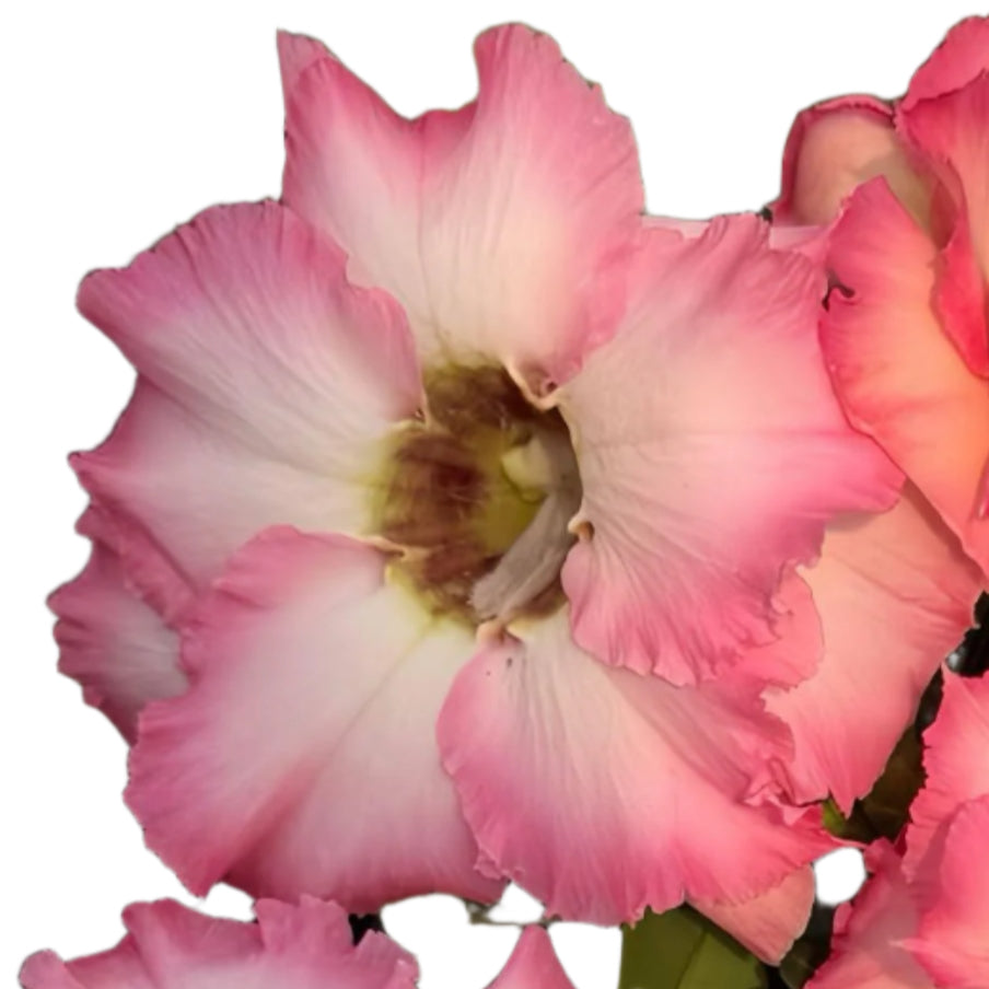 Adenium obesum - Pink Pony