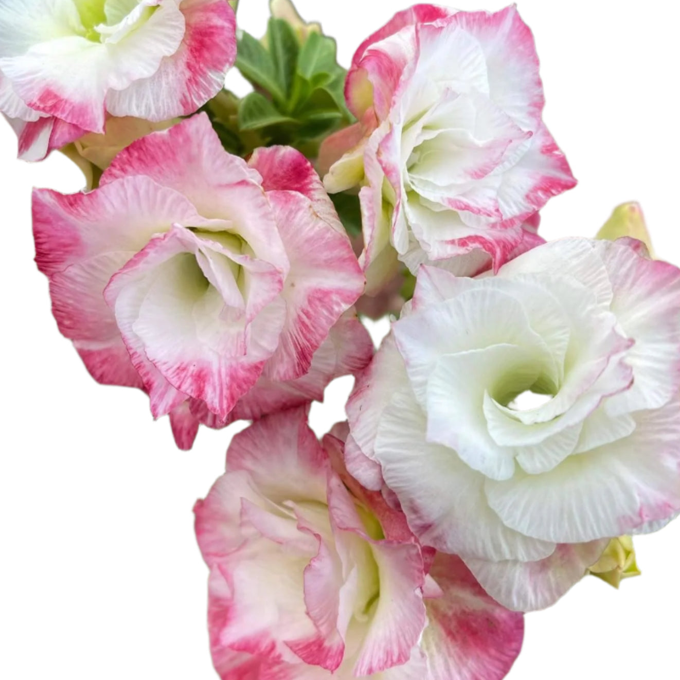Adenium obesum - Maya