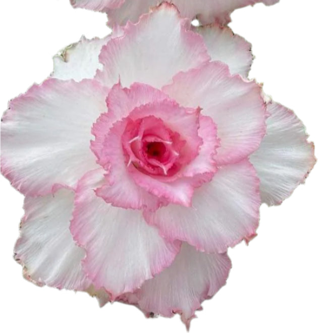 Adenium obesum - Pink Journey