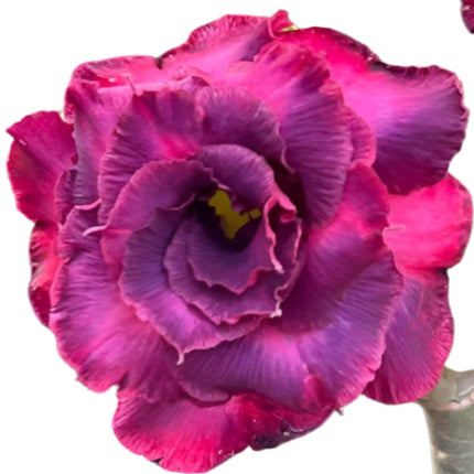 Adenium obesum - Purple Vietnam