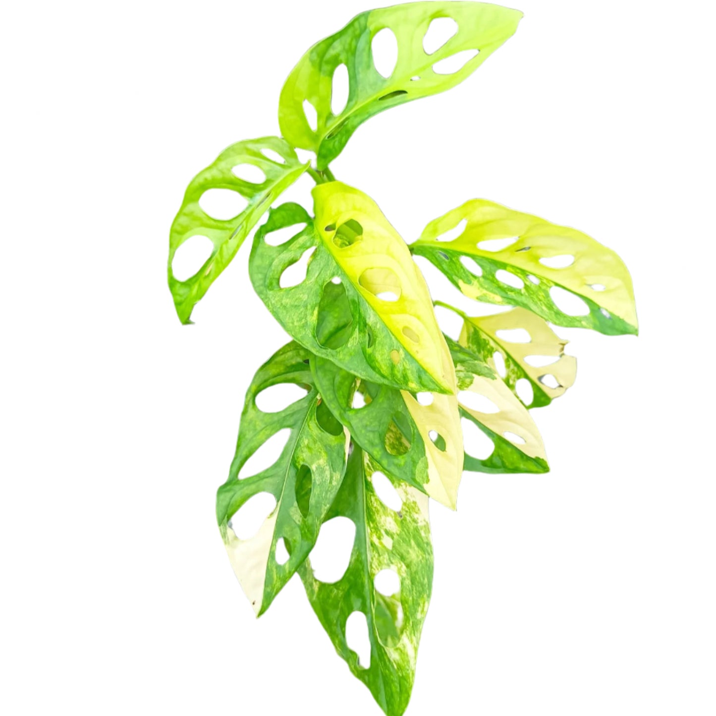 Monstera Adansonii Aurea Variegated