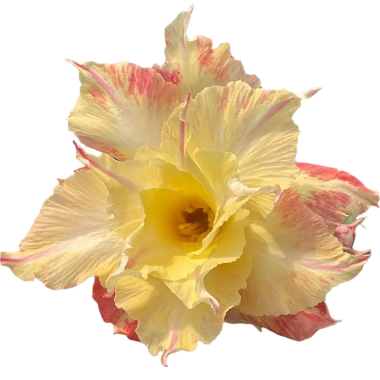 Adenium obesum - Sangwan Jewel