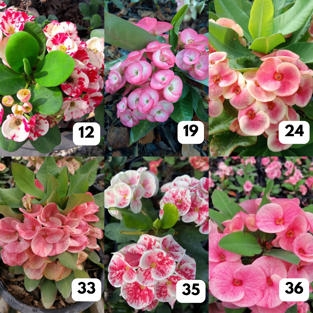 10 Euphorbia milii Plants | Choose any 10 colors you want