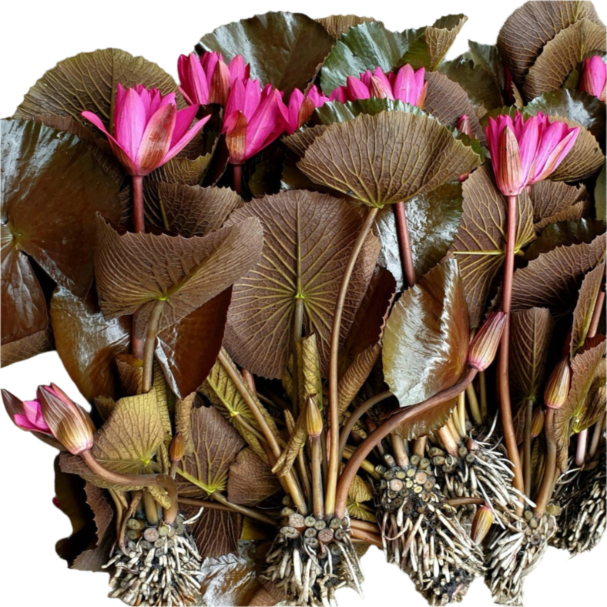 nymphaea spp water lily for sale