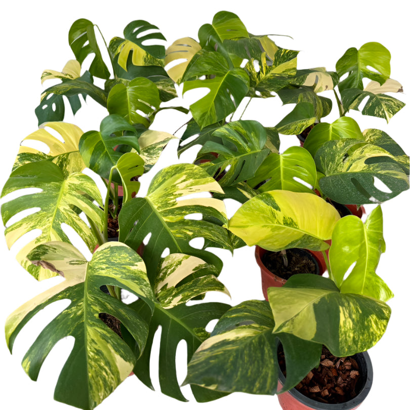 variegated monstera for sale