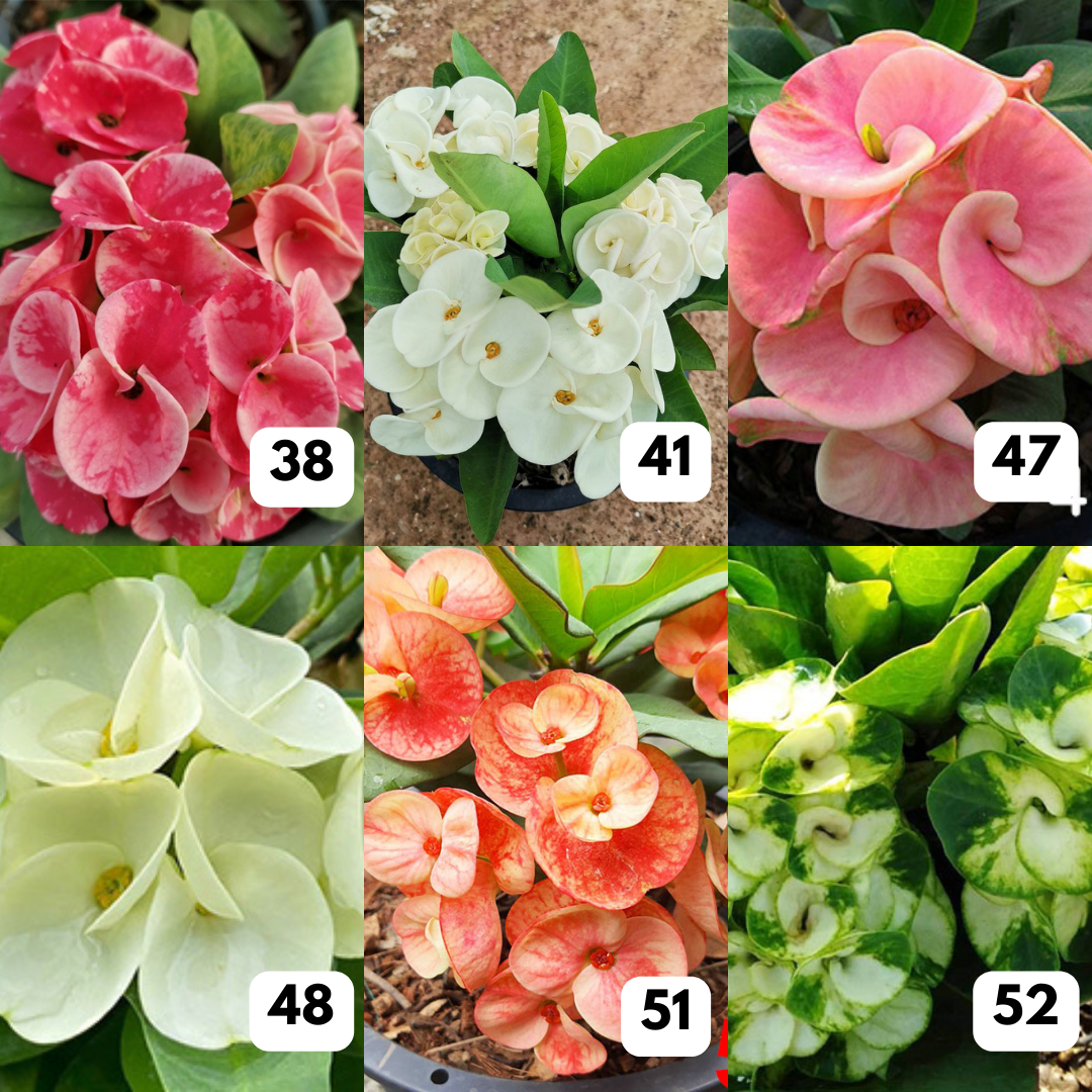 10 Euphorbia milii Plants | Choose any 10 colors you want