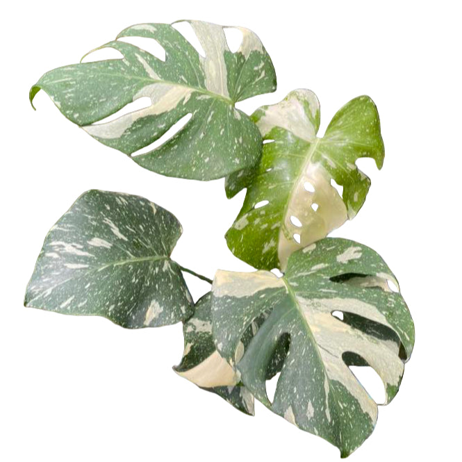 Monstera Thai Constellation from Thailand
