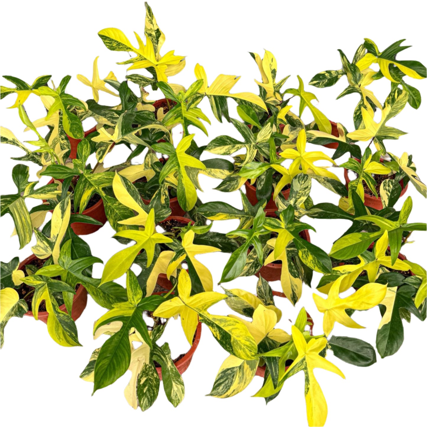 Philodendron Florida Beauty for sale