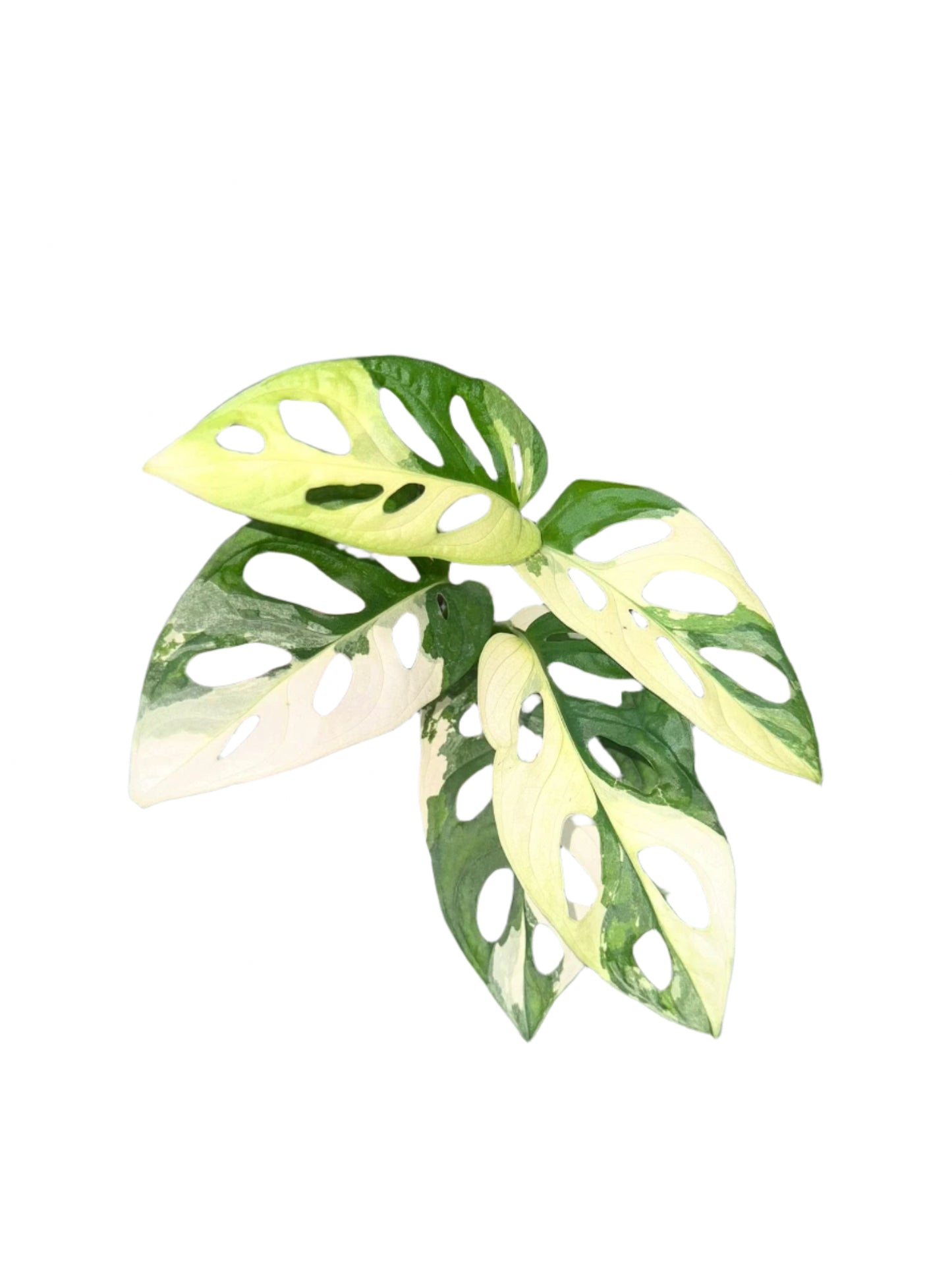 Monstera Adansonii Albo Variegated