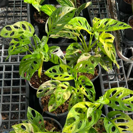 Variegated Monstera Adansonii