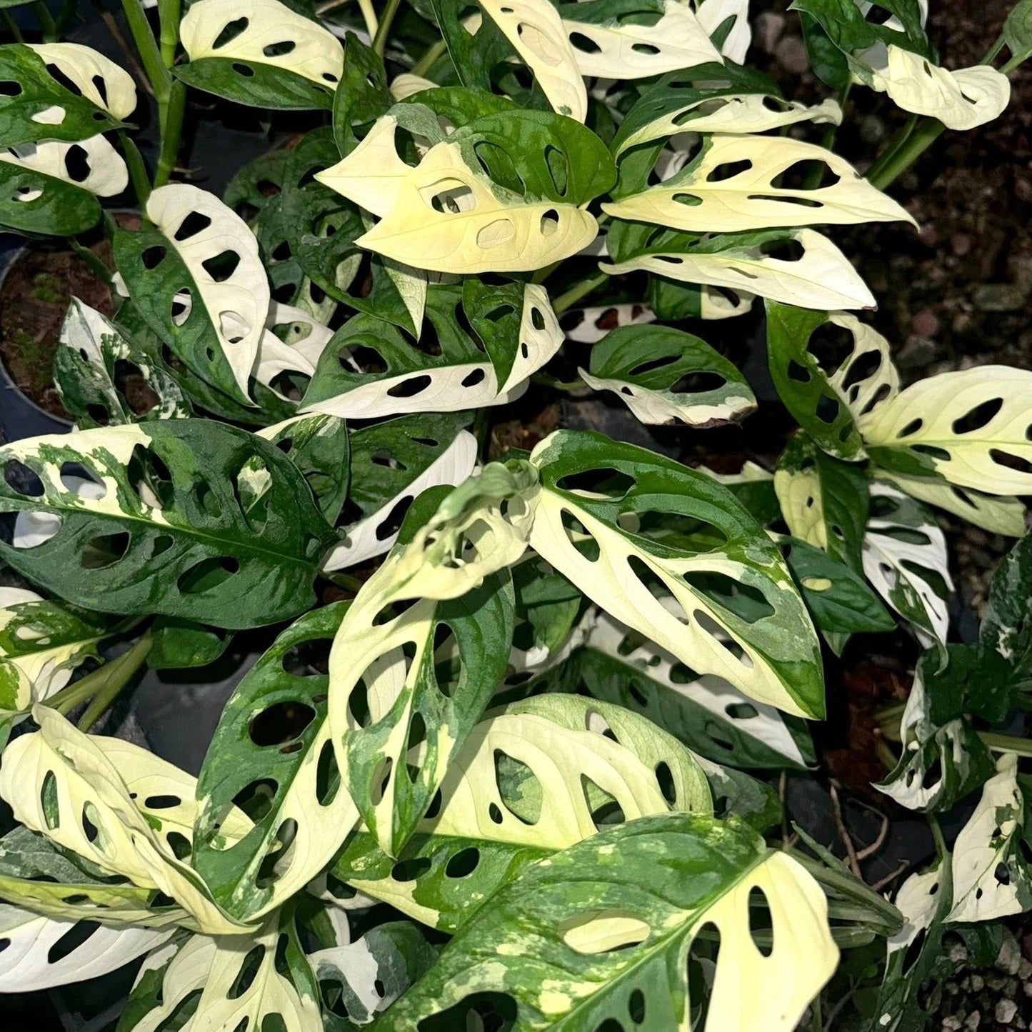 Variegated Monstera Adansonii