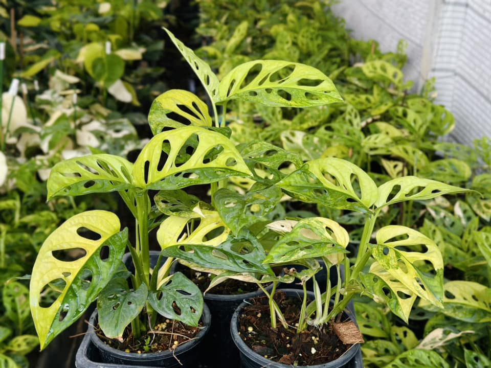 Monstera Adansonii Aurea Variegated