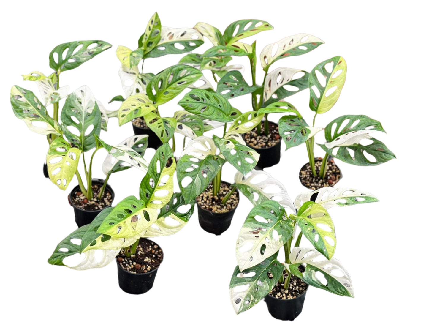 Monstera Adansonii Albo