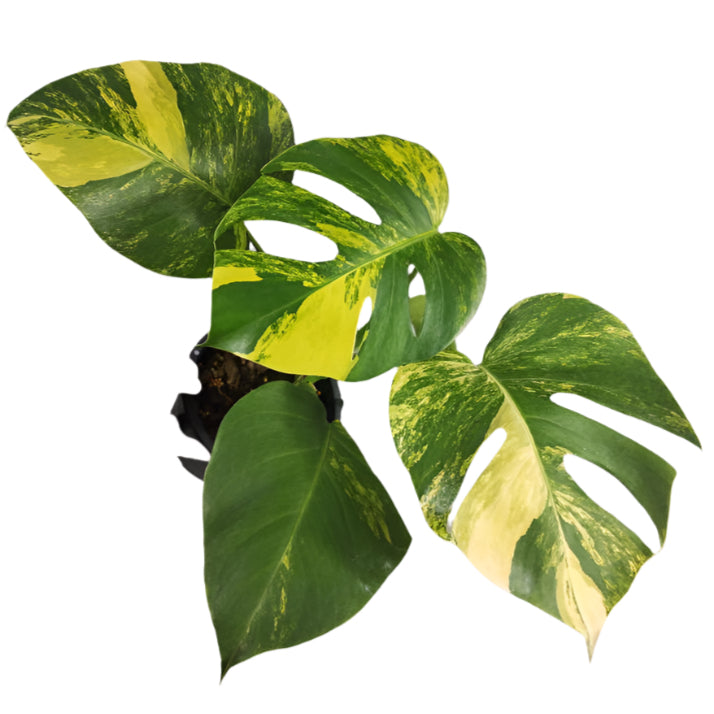 yellow variegated monstera