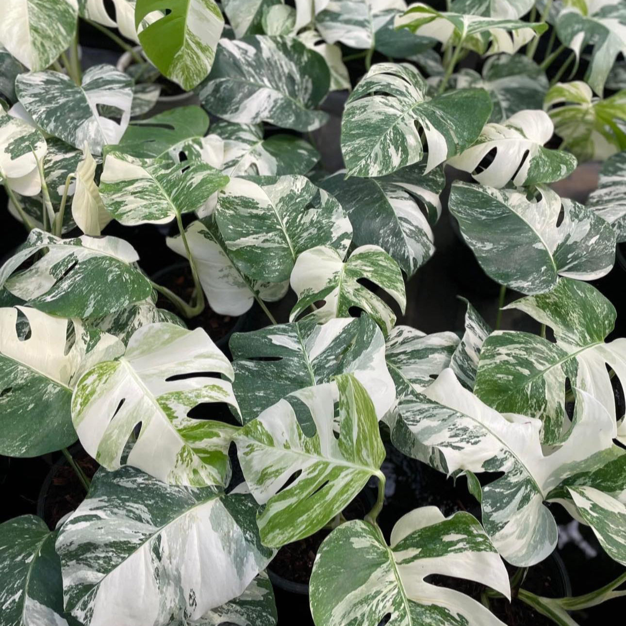 Monstera Albo wholesale