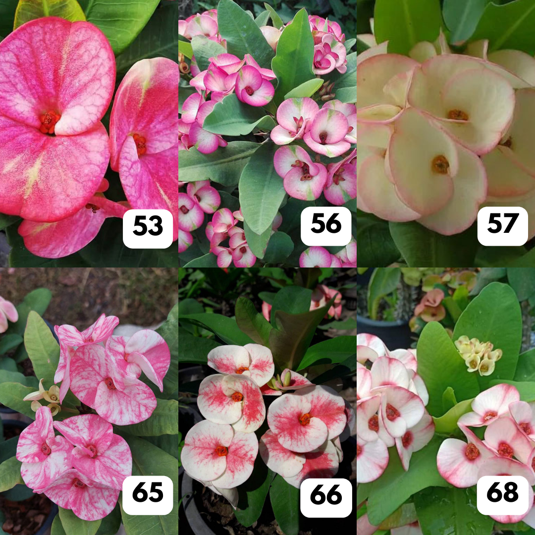 10 Euphorbia milii Plants | Choose any 10 colors you want