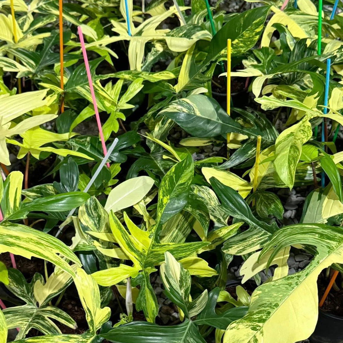 Philodendron Florida Beauty sale