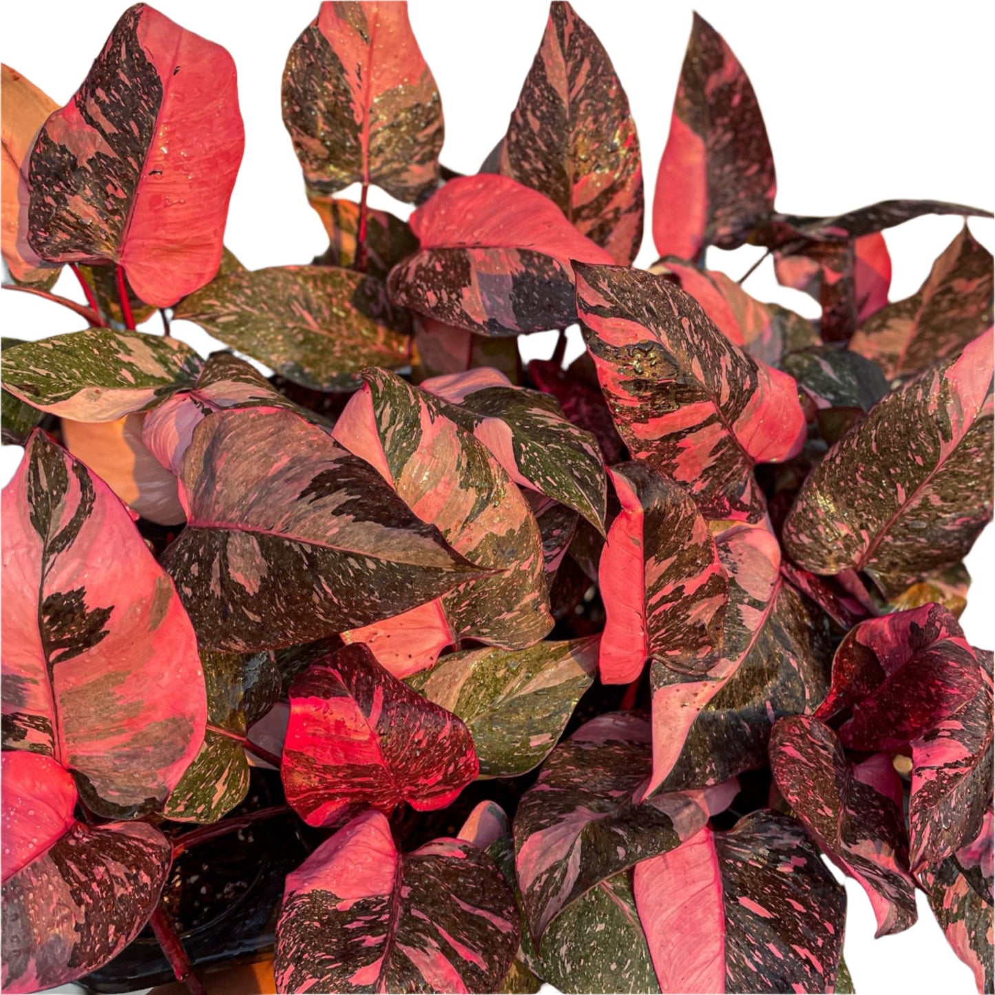 Philodendron Pink Princess Galaxy