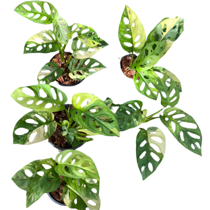 Monstera Adansonii nursery from Thailand