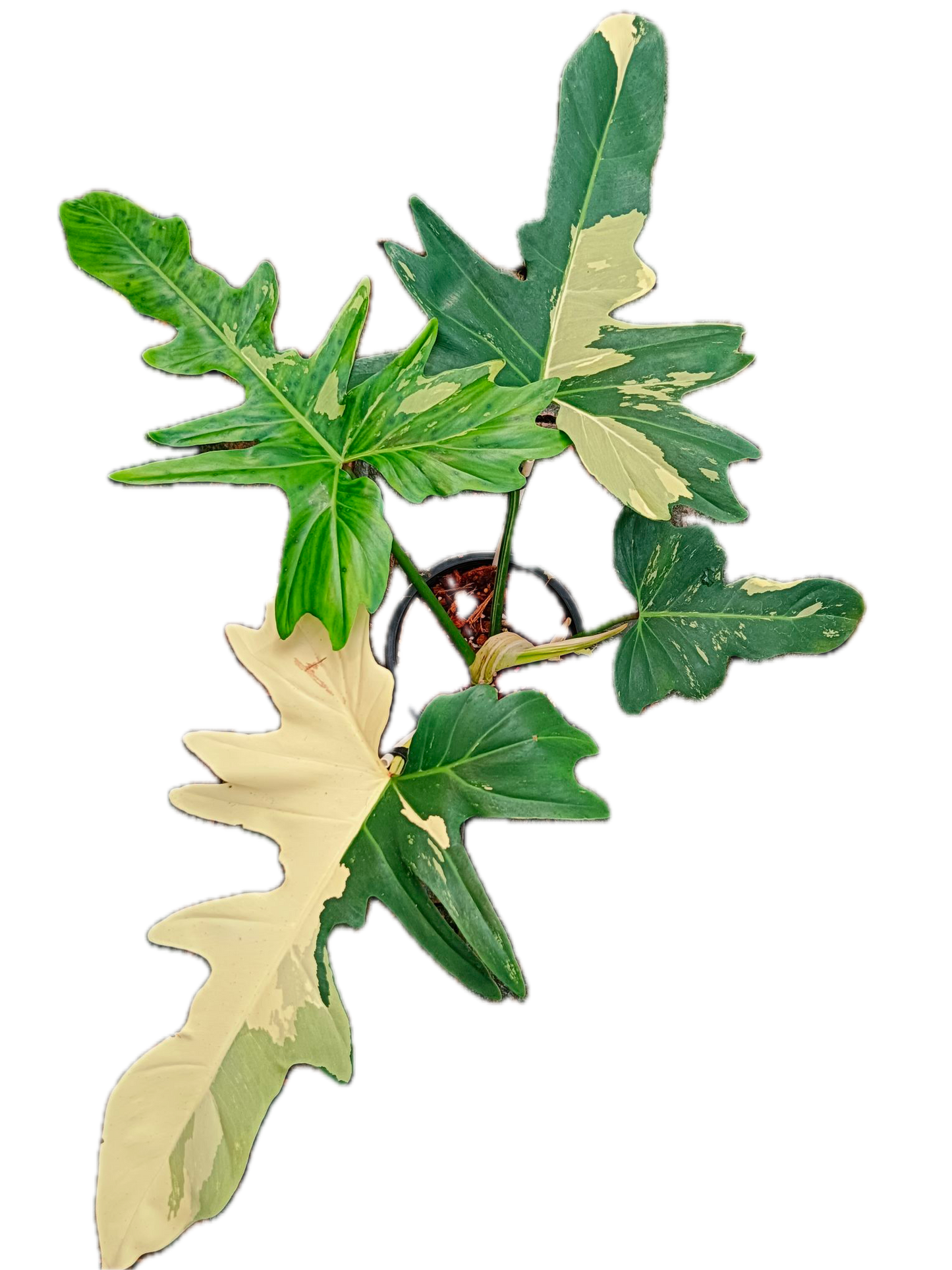 Philodendron Golden Dragon Variegated
