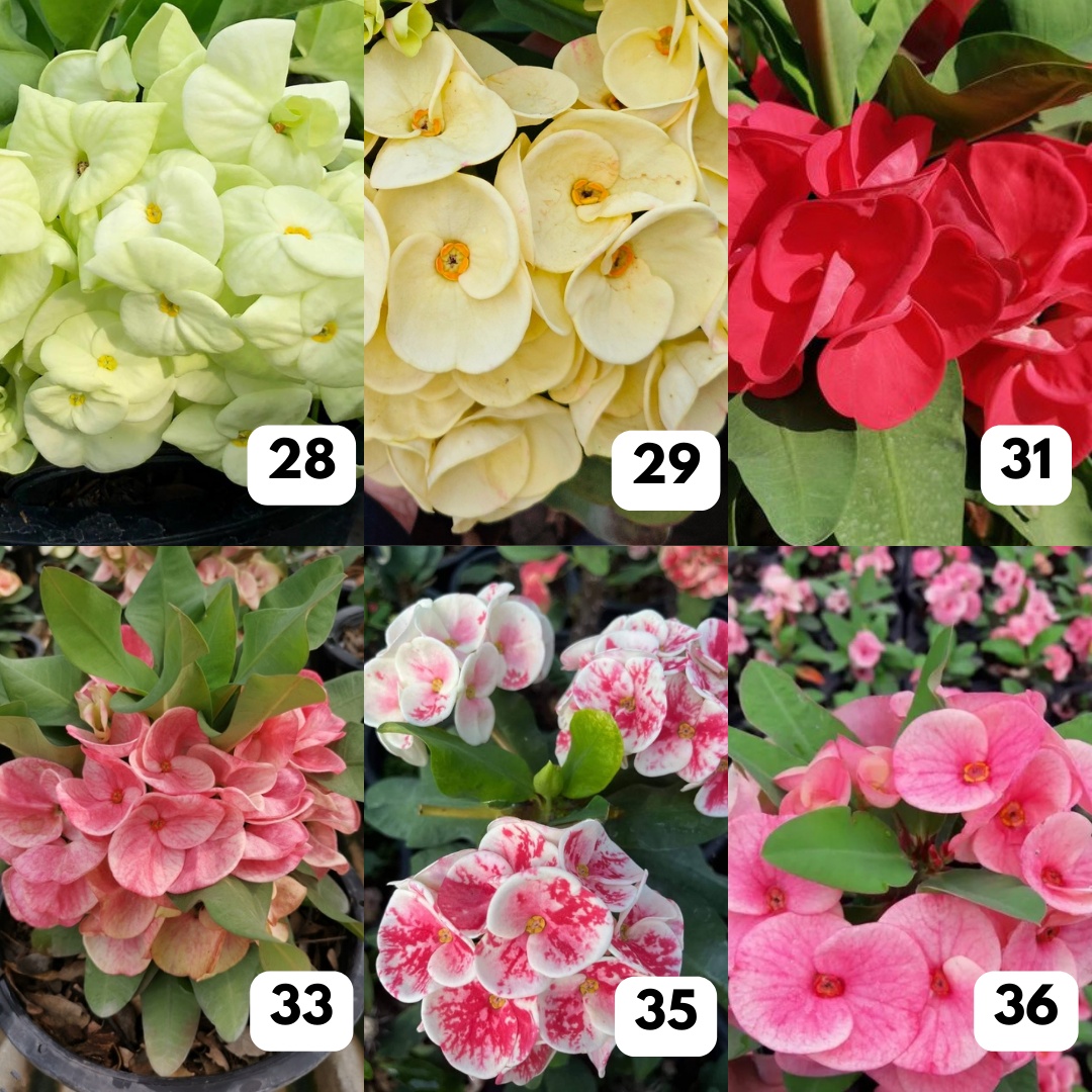 Euphorbia milii - Crown of thorns flowers