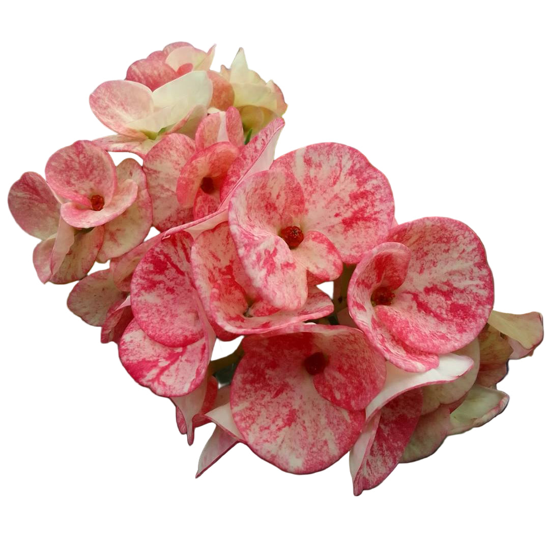Euphorbia milii Star Sparkle
