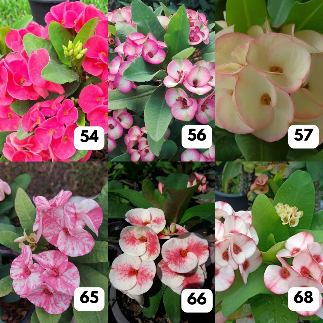 Euphorbia milii - Crown of thorns flowers