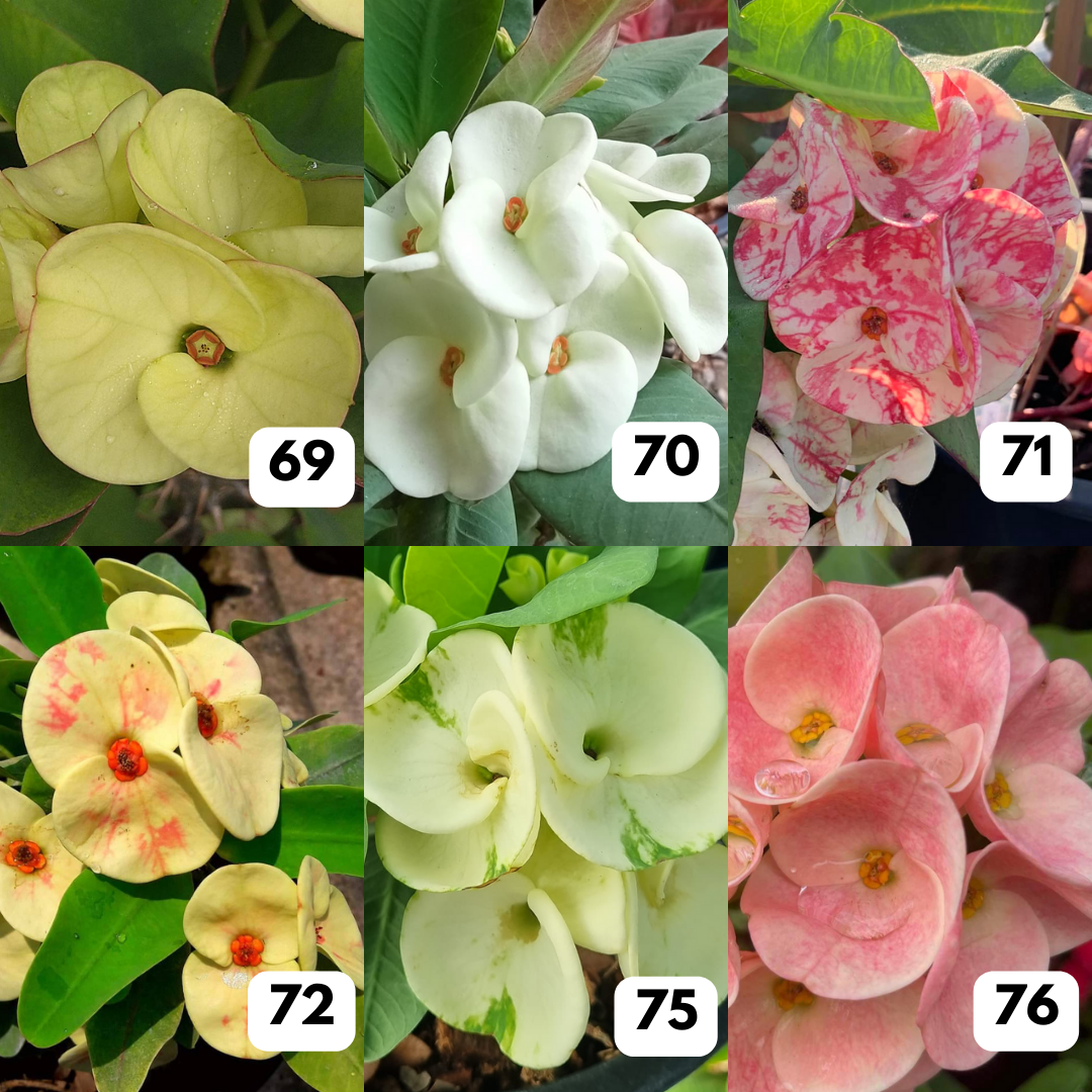 Euphorbia milii - Crown of thorns flowers