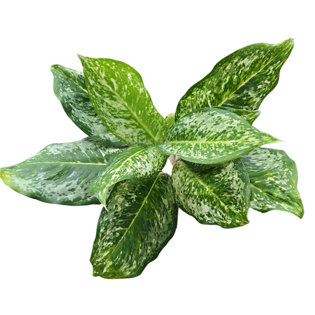 Aglaonema - Tri Diamond