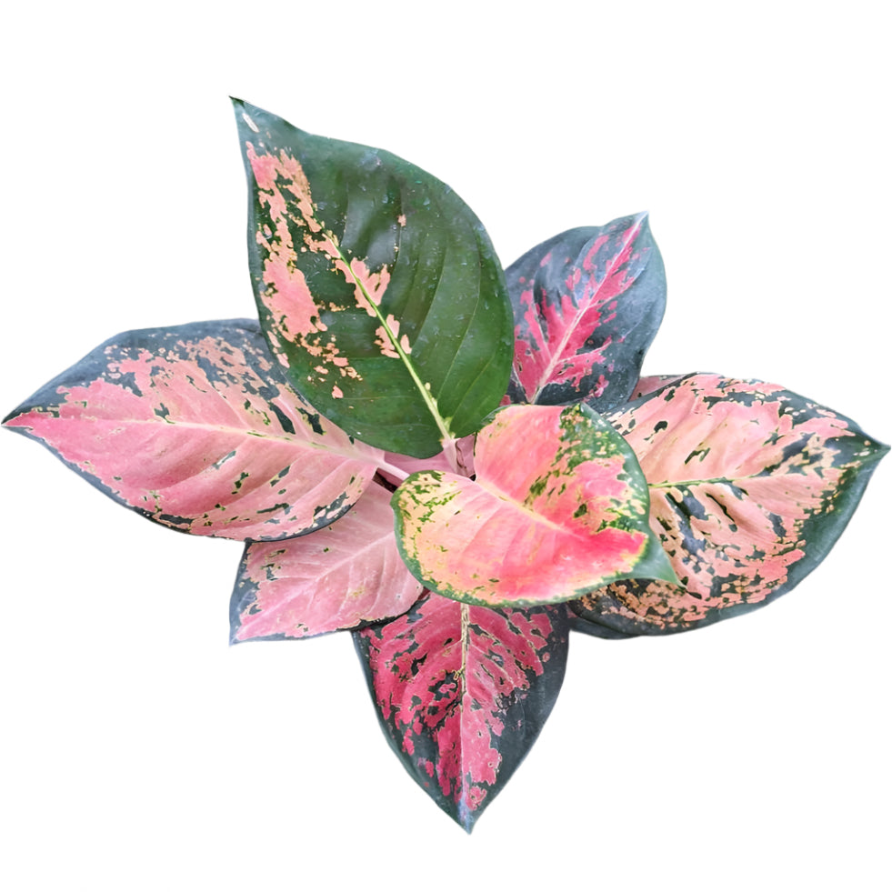 Aglaonema - Rich in Grace