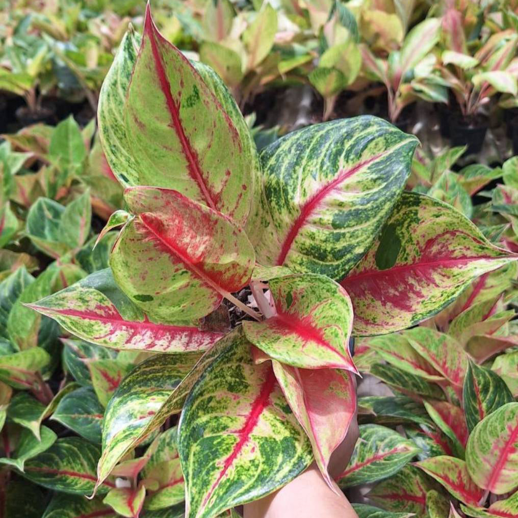 aglaonema sombat siam Aglaonema Siam Diamond
