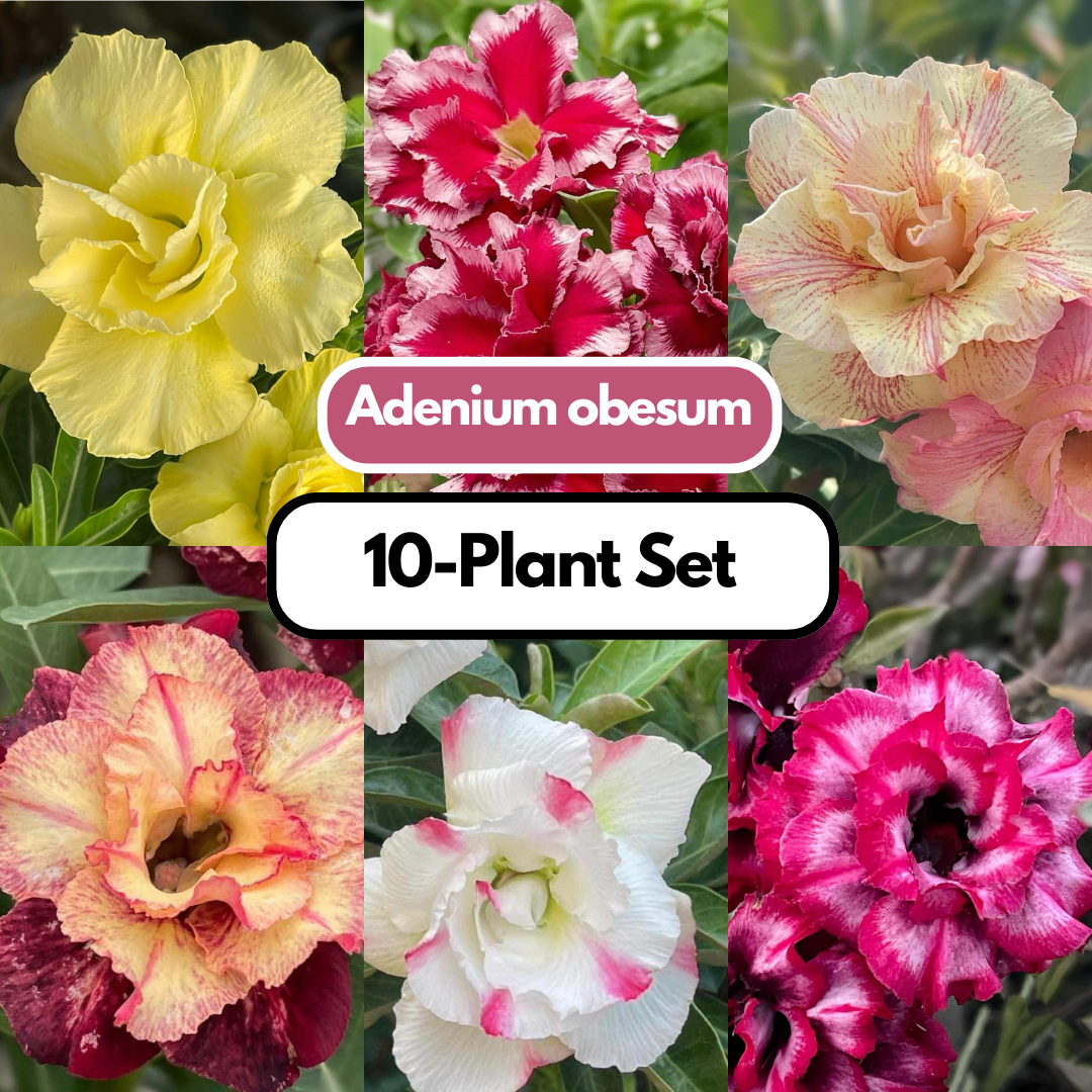 Adenium obesum 10 plants set