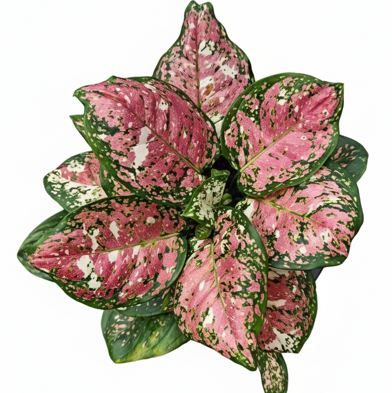 Aglaonema Anyamanee Tricolor – PKP Garden