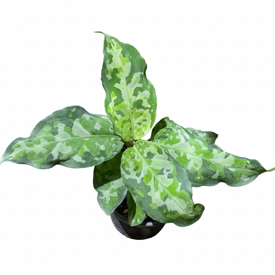 Aglaonema pictum tricolor \"柳緑花紅\" 中株 Yahoo!オークション - Aglaonema pictum tricolor“柳緑花紅