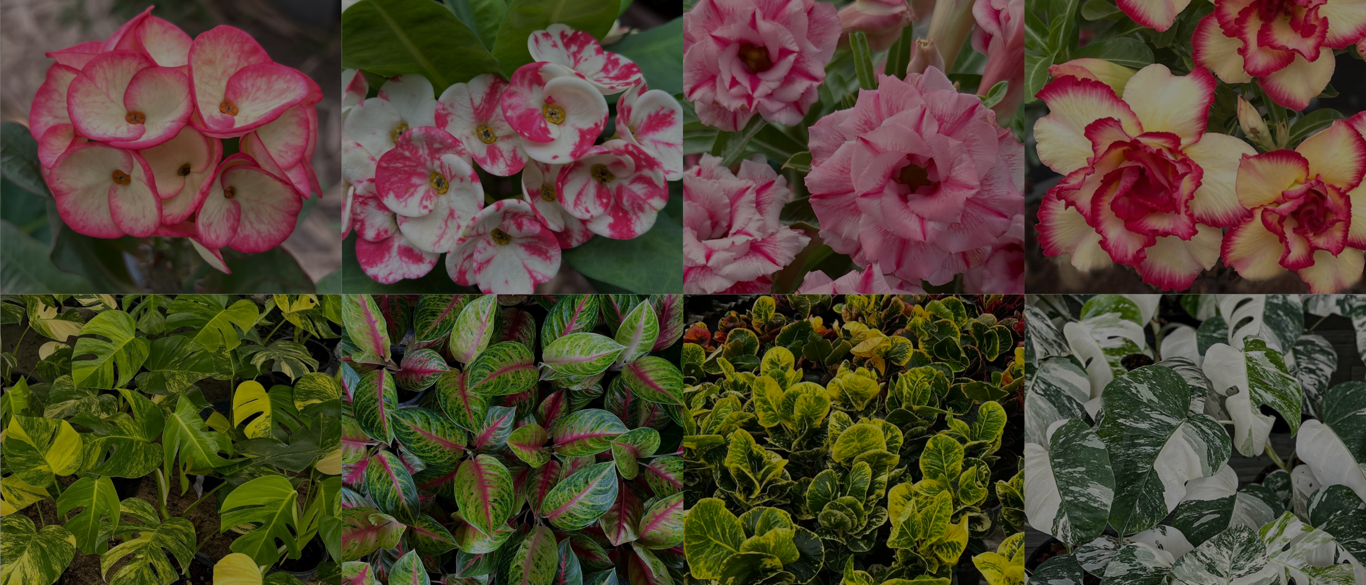 PKP Garden