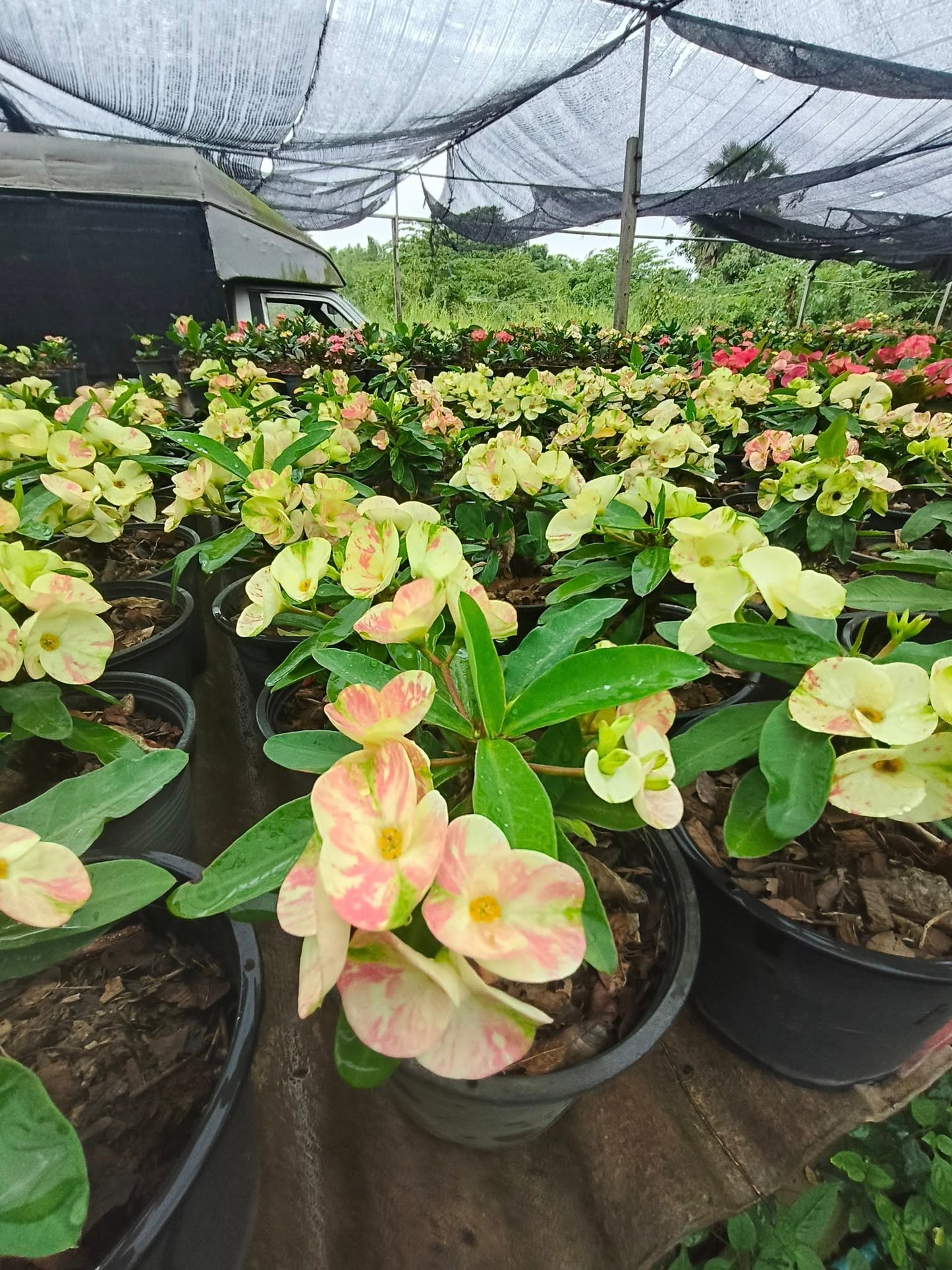 Crown of thorns nursery for international shipping