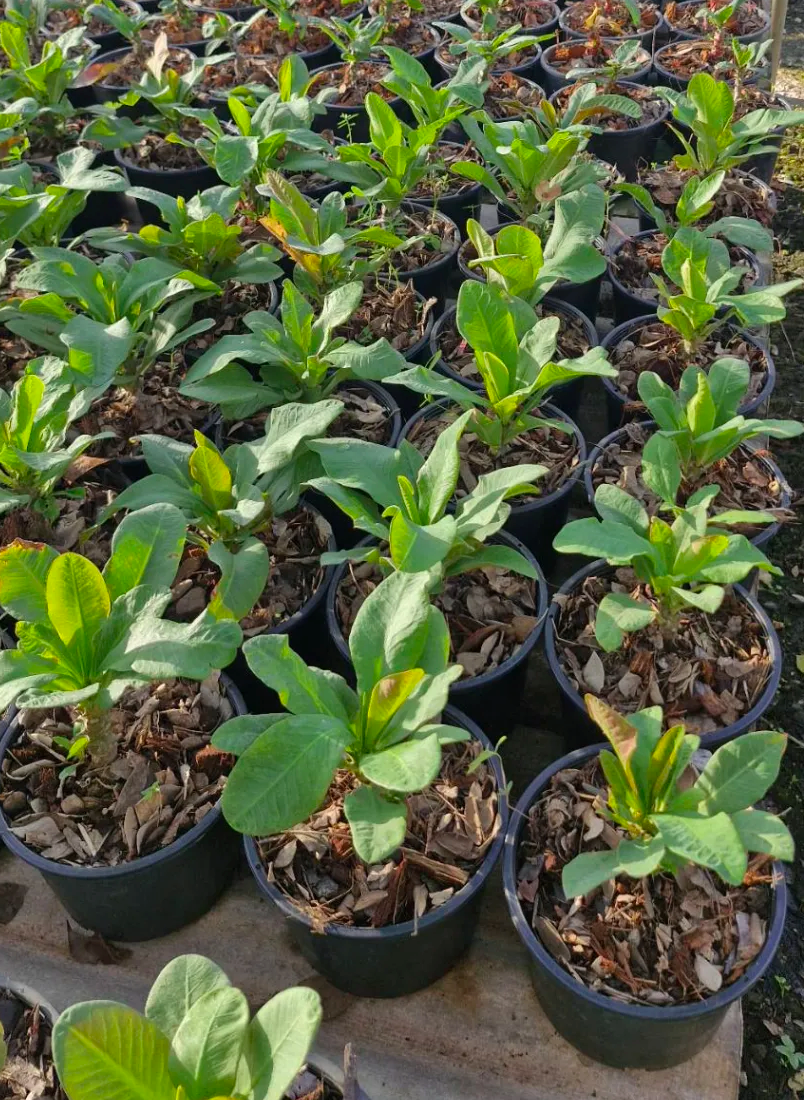 Crown of thorns plants in nursery ready for wholesale order