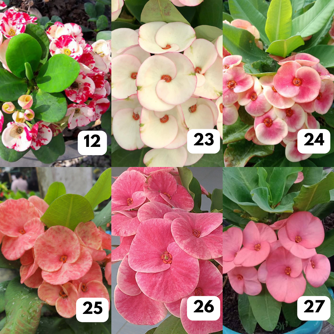 Euphorbia milii - Crown of thorns flowers