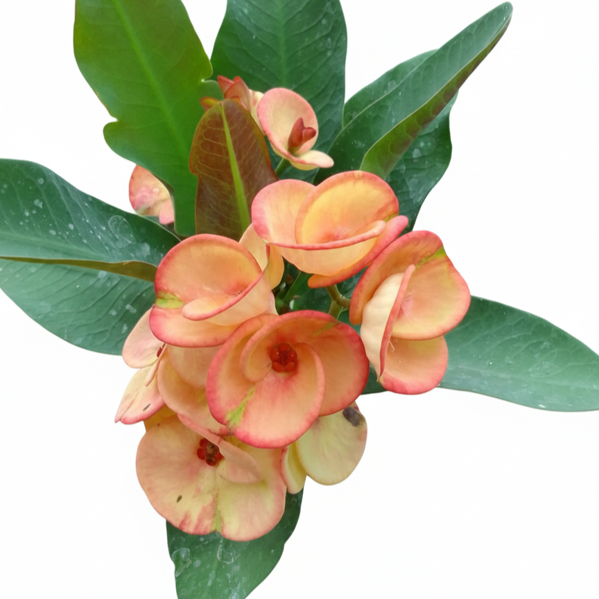 Euphorbia milii Siam Butterflies